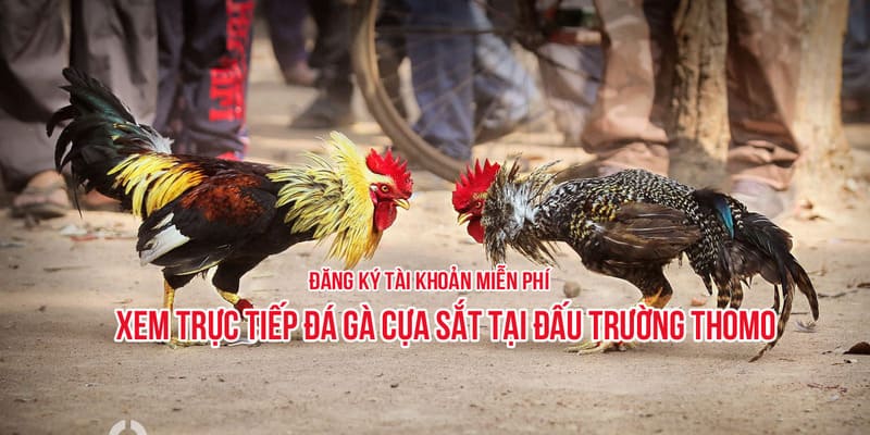Kinh nghiệm đá gà hiệu quả từ cao thủ