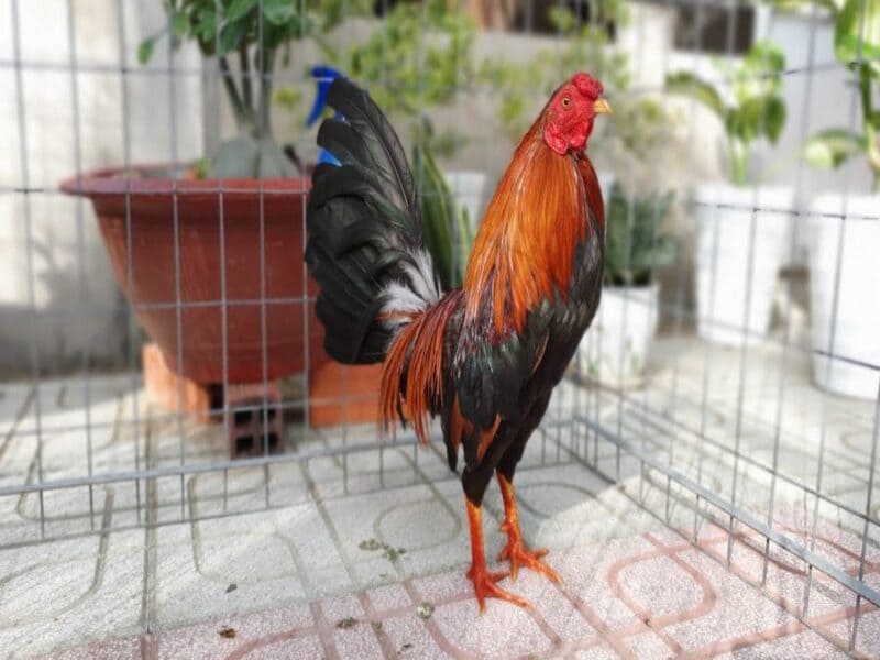 Đặc điểm nhận dạng của giống gà này