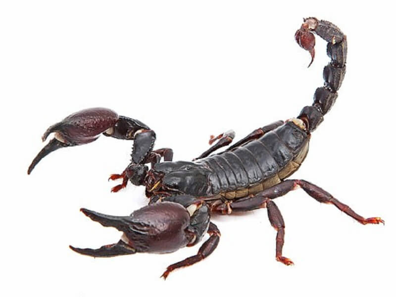 Những báo hiệu từ giấc mơ bò cạp