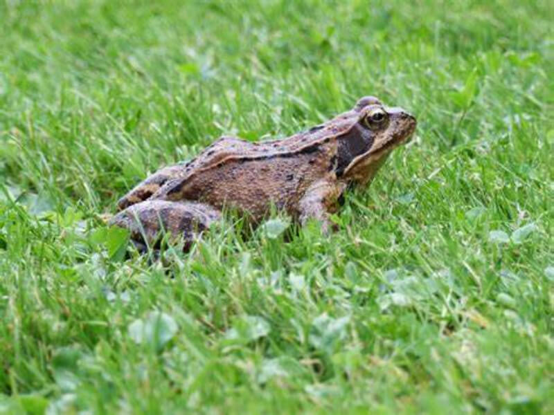 Mơ thấy ếch đỏ báo hiệu tài lộc, may mắn