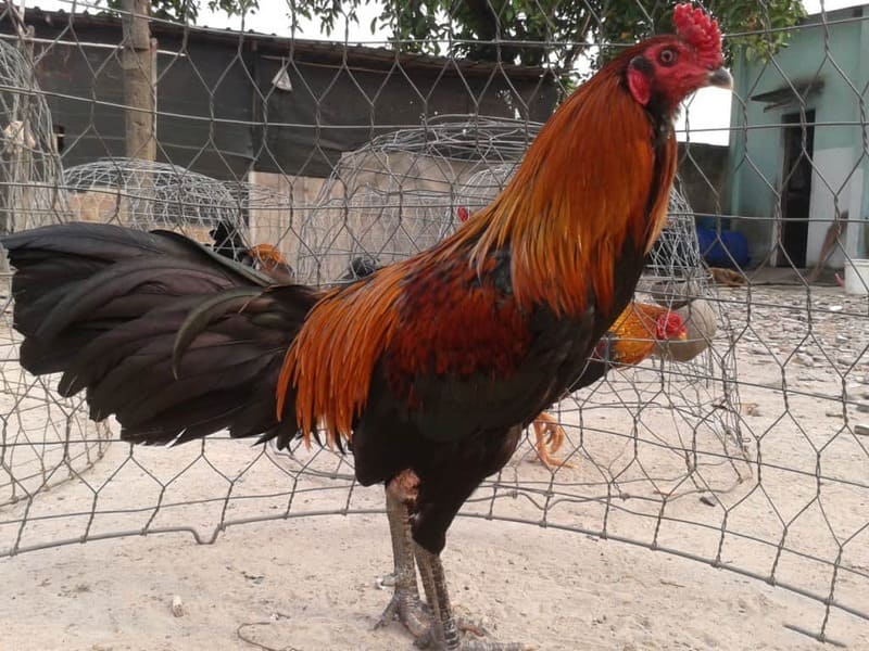 Anh em nên cho gà tập luyện thường xuyên để tăng sức đá