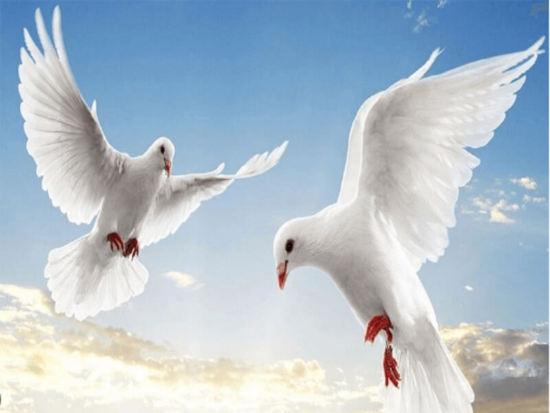 Giải mã ý nghĩa về giấc mơ thấy chim bồ câu