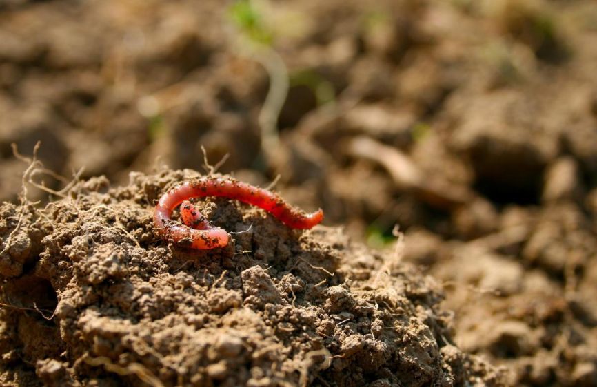 Mơ thấy rất nhiều giun có ý nghĩa như thế nào?