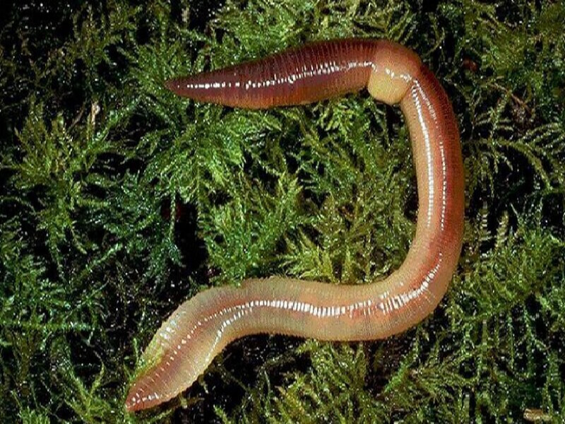 Ý nghĩa về điềm báo giấc mơ thấy giun