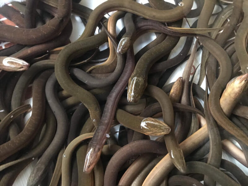 Ý nghĩa của giấc mơ thấy lươn đánh con gì theo tâm linh