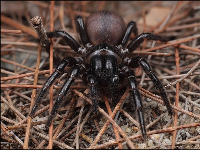 Mơ thấy nhện trong giấc mộng có ý nghĩa gì?