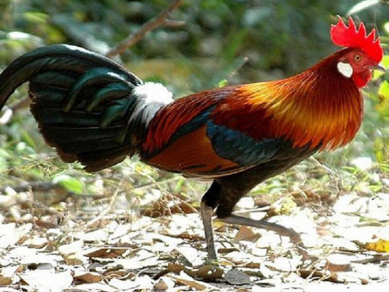 Mơ bắt được gà rừng